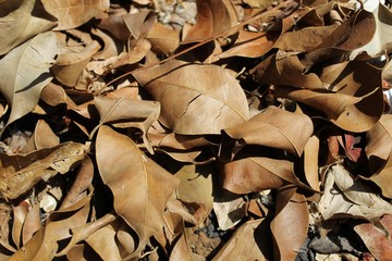 Leaf