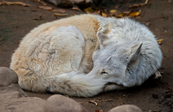 Polar wolf. Latin name - Canis lupus arctos