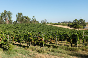 Fototapeta na wymiar Vineyard in Alentejo region, Portugal