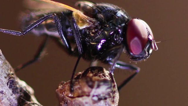 Mosca dom&eacute;stica close up