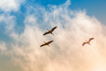 flock of cranes in flight on the background the blue sky with white clouds