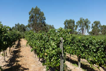 Fototapeta na wymiar Vineyard in Alentejo region, Portugal