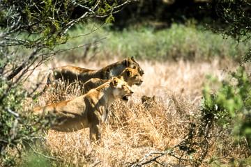 Lion, (Panthera leo), Kruger National Park, Mpumalanga, South Africa, Africa