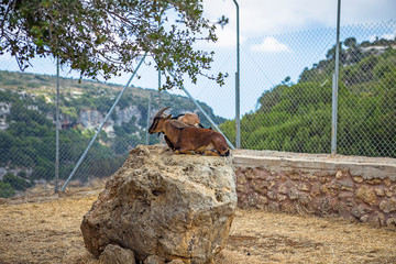 Zoo of the Arkadi Monastery, Crete, Greece