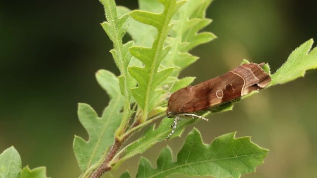 A pretty Broad-bordered Yellow Underwing Moth (Noctua fimbriata)  resting on a leaf of an Oak Tree in woodland in the UK.