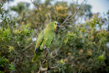 Papagaio verdadeiro solto na natureza