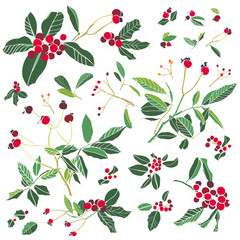 Rose plant and holly. Winter berry Christmas kit. Illustartion. Surface pattern design.