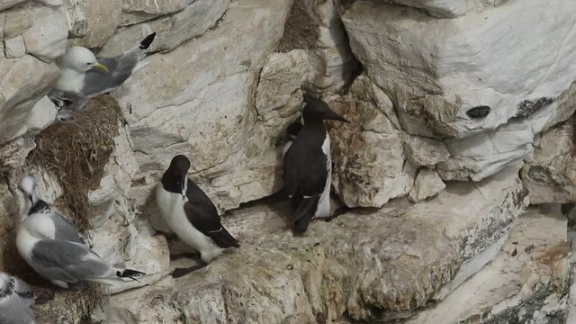 Guillemot, Uria aalge, and Kittiwake, Rissa tridactyla, nesting on a cliff face in the UK. One of the parent Guillemot has a fish in its beak.