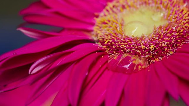 Formiga na flor