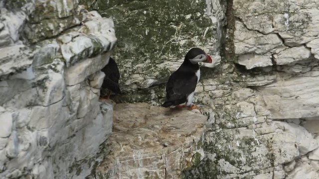 Three comical Puffin (Fratercula arcticauffin) walking around on a ledge on the cliffs looking for a nesting site in the UK.