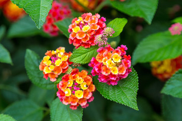 Pink and yellow lantana flowers at sunse