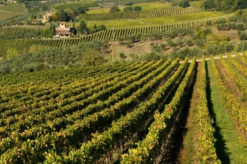 Fototapeta na wymiar Rows of vineyards in Tuscany near Castellina in Chianti (Siena). Italy