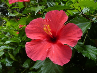 Hibiskus © HDS
