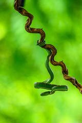 Bothriechis lateralis is a venomous pit viper species found in the mountains of Costa Rica and western Panama