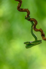 Obraz premium Bothriechis lateralis is a venomous pit viper species found in the mountains of Costa Rica and western Panama
