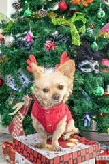 Fototapeta na wymiar A little chihuahua dog in deer horns and a New Year's costume on the background of the Christmas tree