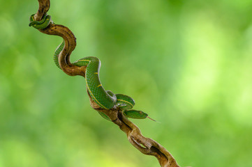 Bothriechis lateralis is a venomous pit viper species found in the mountains of Costa Rica and western Panama
