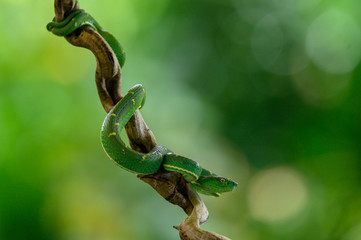 Bothriechis lateralis is a venomous pit viper species found in the mountains of Costa Rica and western Panama