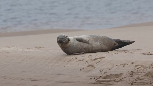 A cute Common Seal pup (Phoca vitulina) lying on a sandbank at low tide in Scotland.