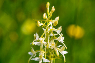 Frühlingsblume und Blüte auf Wiese