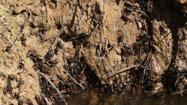 Tiny cute baby Common Toads (Bufo Bufo) are ready to leave the water for dryland and are climbing the bank at the edge of the water on mass after turning from tadpoles into tiny toadlets. 
