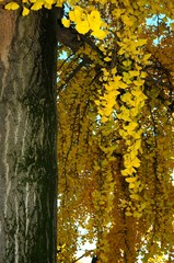 yellow ginkgo biloba leaves on tree