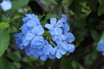 Blue hydrangea Flower
