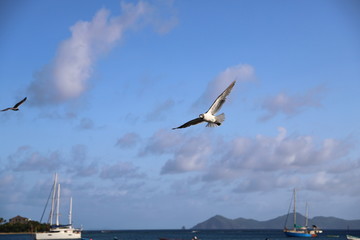 Fototapeta na wymiar St. Vincent and the Grenadines, Bequia view form Calliaqua