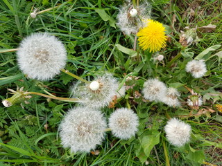 Pusteblume auf der Wiese