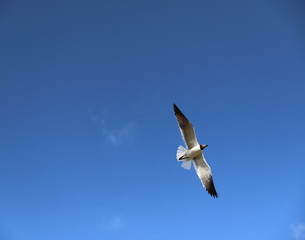 St. Vincent and the Grenadines. Seagull