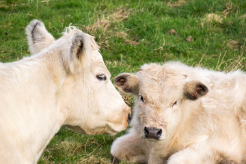 Naklejka na ściany i meble Mother and calf Charolais cattle sitting down