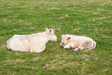 Mother and calf Charolais cattle sitting down