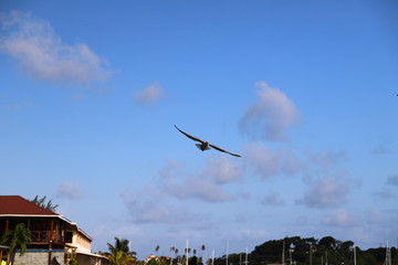 St. Vincent and the Grenadines. Seagull