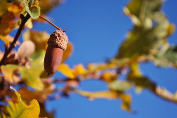 Oak branch with bright yellow leaves with acorn close up detail, soft blurry background, sunny fall day