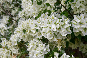 Flores brancas de uma bogavile
