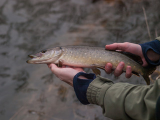 Fisherman holds small northern pike (Esox lucius), Czech Republic