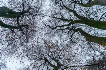 Branches and sky