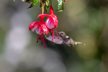 Blue hummingbird Violet Sabrewing flying next to beautiful red flower. Tinny bird fly in jungle. Wildlife in tropic Costa Rica. Two bird sucking nectar from bloom in the forest. Bird behaviour