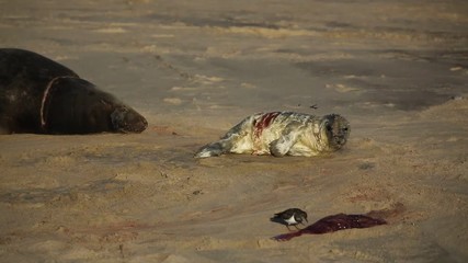 A new born Grey Seal pup (Halichoerus grypus) lying on the beach near its resting mother, whilst a Turnstone bird eats the afterbirth at Horsey, Norfolk, UK.