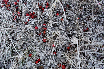 Rote Äpfel mit weißem Schnee, Eis, Frost auf gefrorener Streuobstwiese im Winter