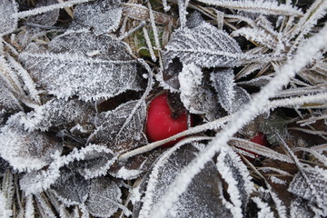 Roter Apfel mit Eis, Schnee, Raureif, Eiszapfen, Frost im Winter auf Wiese