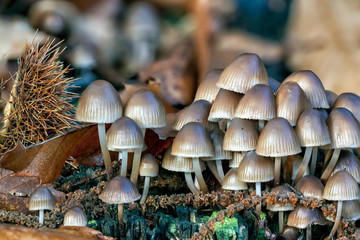 Setas Mycena seynii en la Sierra de Gredos. Avila. España. Europa.