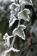 Efeu mit Eis, Frost, Schnee, Eiskristall
