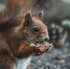 Fressendes Eichhörnchen
