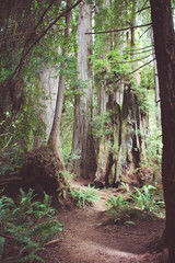 Fototapeta premium Hiking trail through old growth forest in Redwood National Park in California