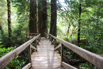 Hiking trail through old growth forest in Redwood National Park in California