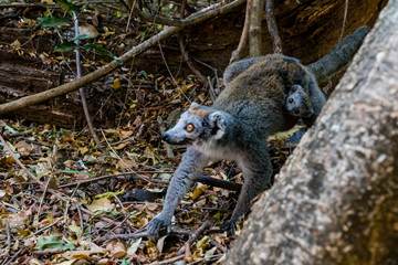 Lemure e lemurino