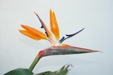 flover