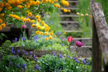 Garten mit bunten Blumen wie rote Tulpe, blaue Traubenhyazinthe (Muscari), Fetthenne (Sedum), gelber Ranunkelstrauch (Kerria japonica) im Frühling.