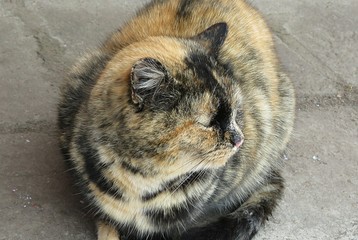 Beautiful tricolor cat in profile, closeup 